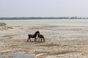Wild Horses in Delft Island