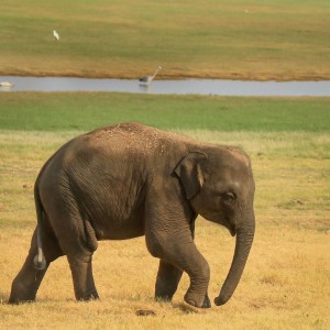 Baby Elephant at Minneriya National Park