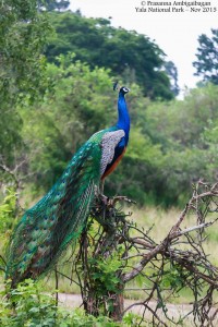 Indian Peacock, Yala National Park, Sri Lanka
