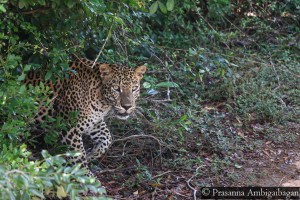 Male Leopard Y, Thala Wila, Willpattu National Park, Sri Lanka