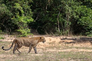 Sri Lankan Leopard @ Willpattu National Park, Sri Lanka