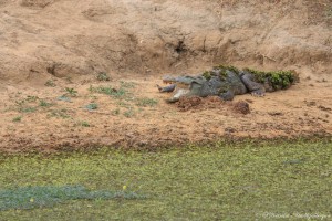crocodile @ Yala National Park, Sri Lanka