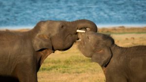 Elephant hugging at Minneriya National Park