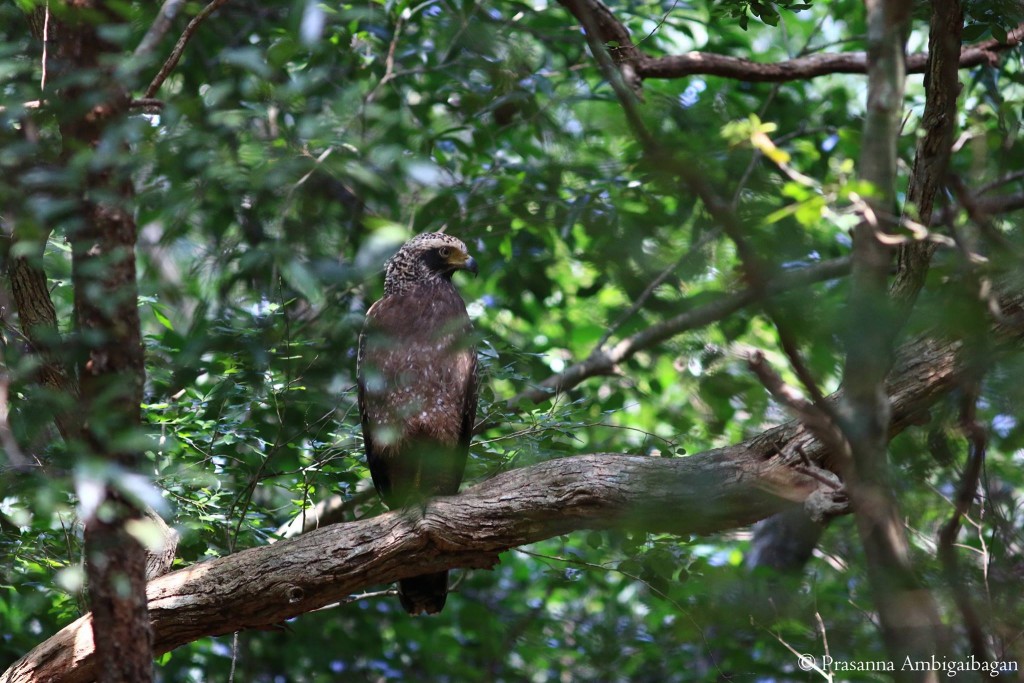 Changeable Hawk Eagke, Willpattu National Park, Sri Lanka