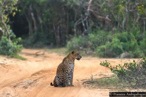 Male Leopard Y, Thala Wila, Willpattu National Park, Sri Lanka.